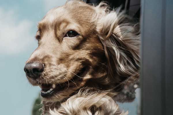 Hundetransport