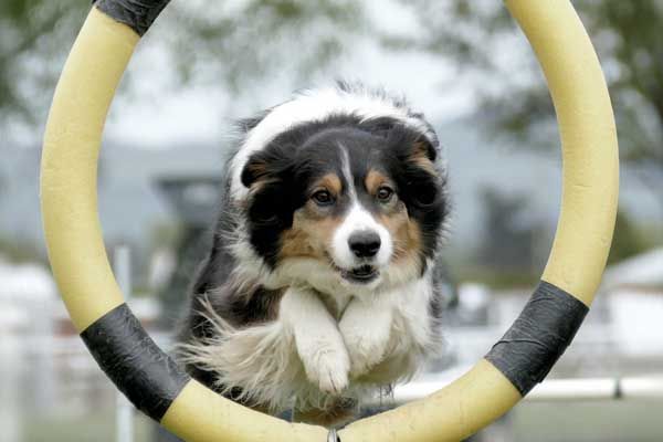 Hundeausbildung & Erziehung