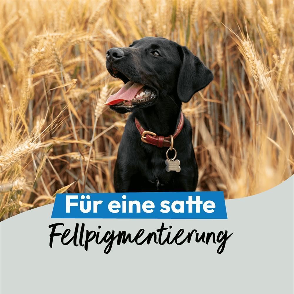 Grau Hund & Katze Seealgenmehl | 200 g