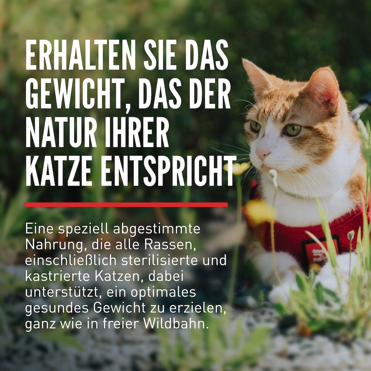 Orijen Cat Fit & Trim | 340 g