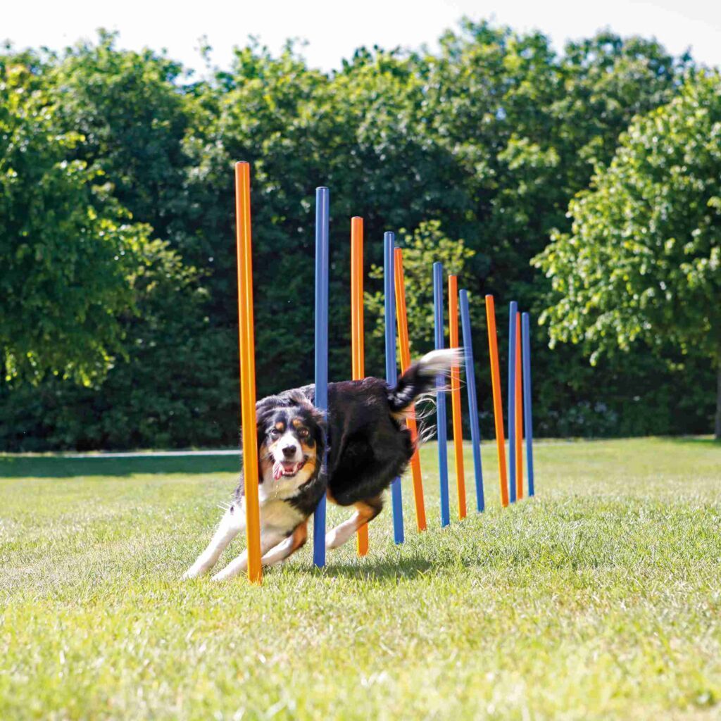 TRIXIE Fun Agility Slalom, Kunststoff, blau/orange, 12 Stück | ø 3 x 115 cm