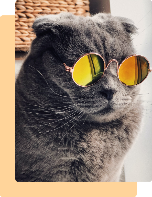 Katze mit Sonnenbrille
