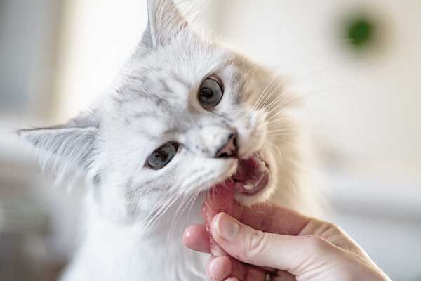 Katzensnacks