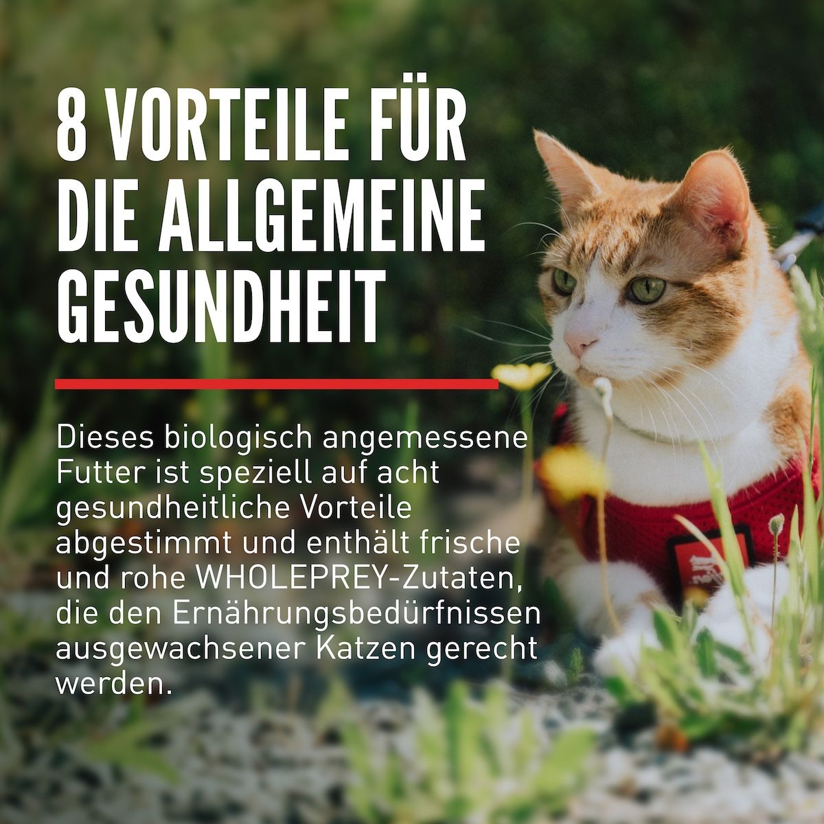 Orijen Cat Guardian 8 | 2 x 4,5 kg