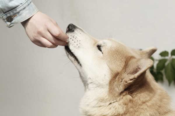 Hundesnacks