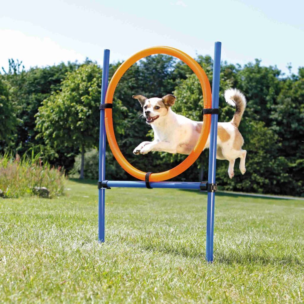 Trixie Blau Dog Activity Agility Ring - Image 4