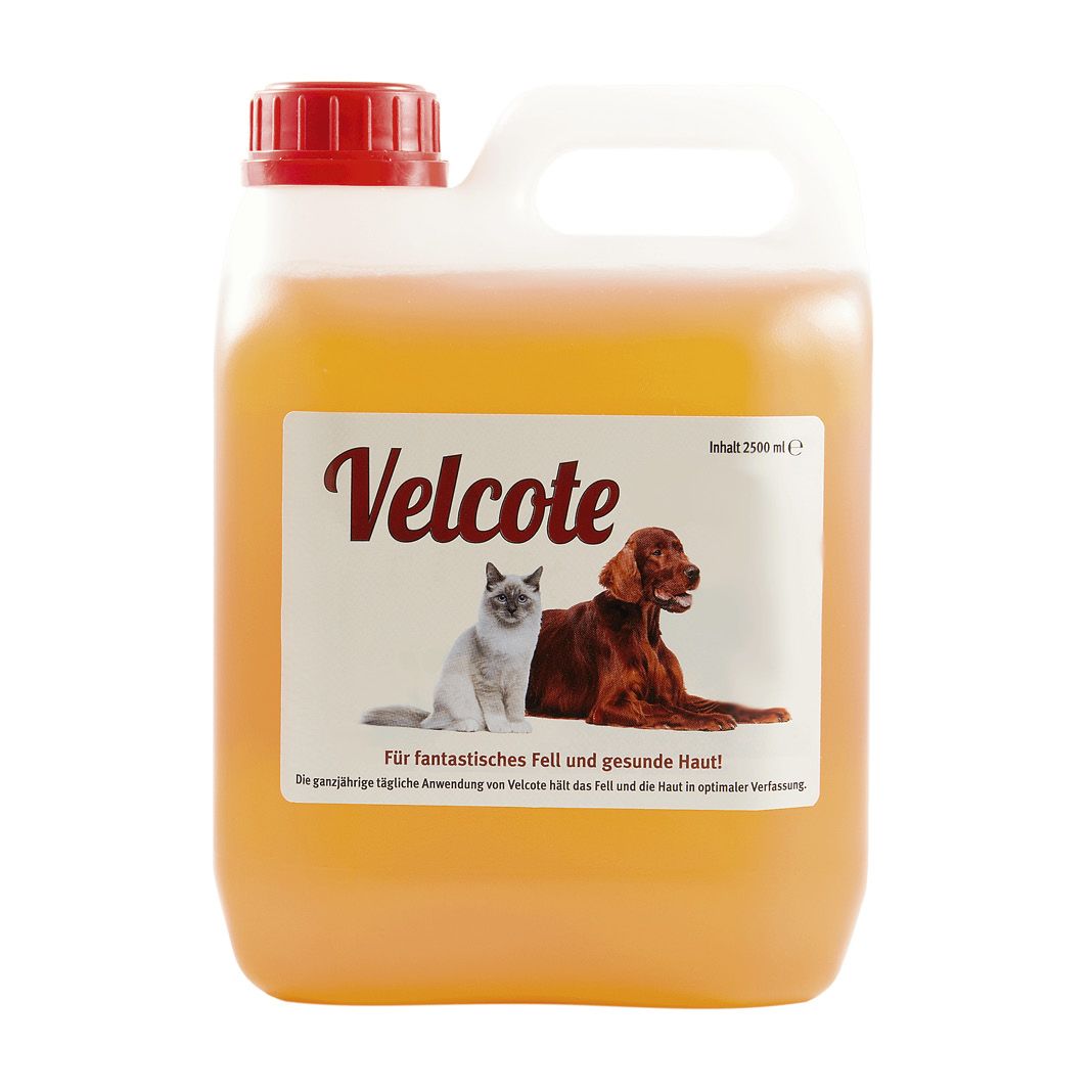 Grau Hund & Katze Velcote