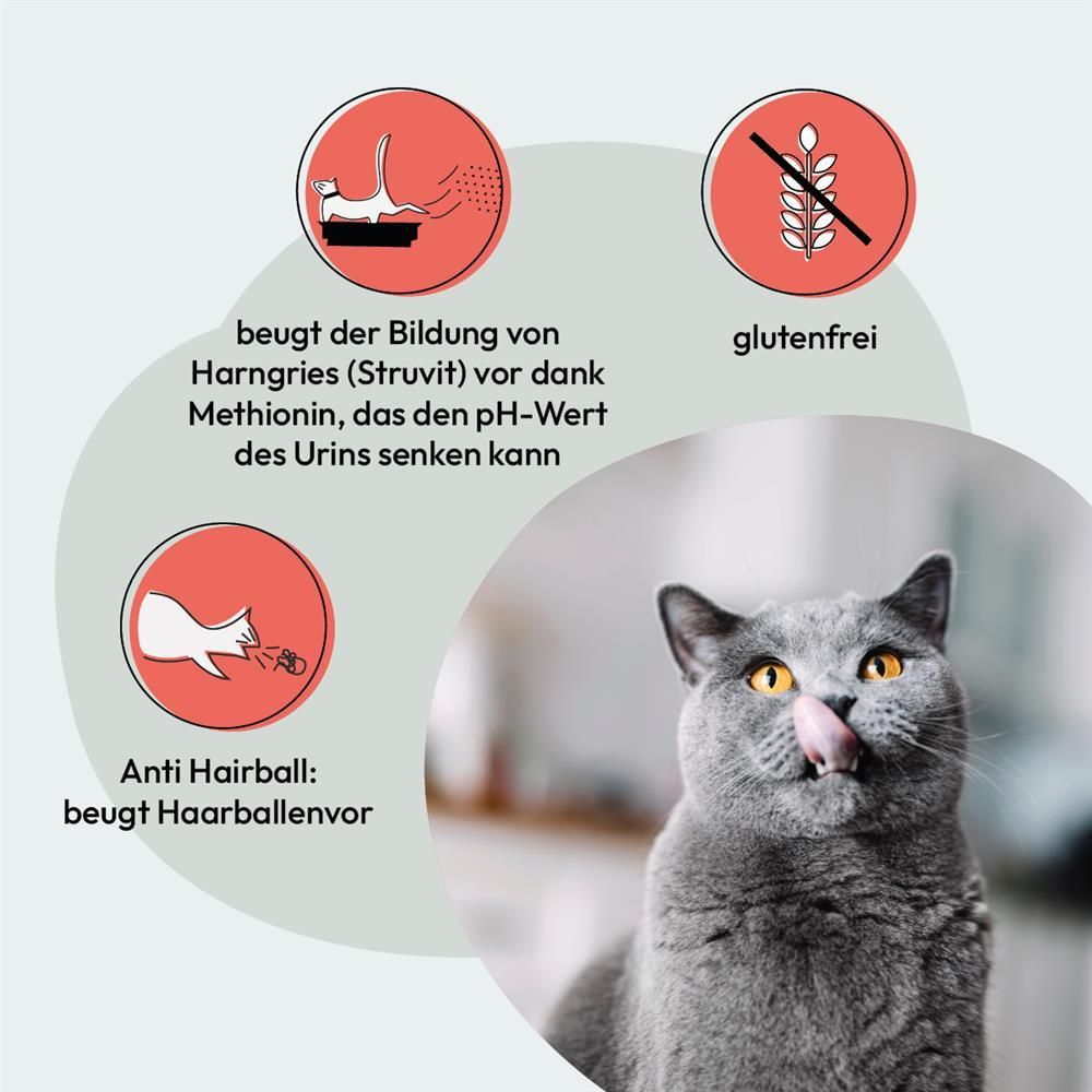 Grau Katze Geflügel & Lachs mit Superfoods | 2 kg