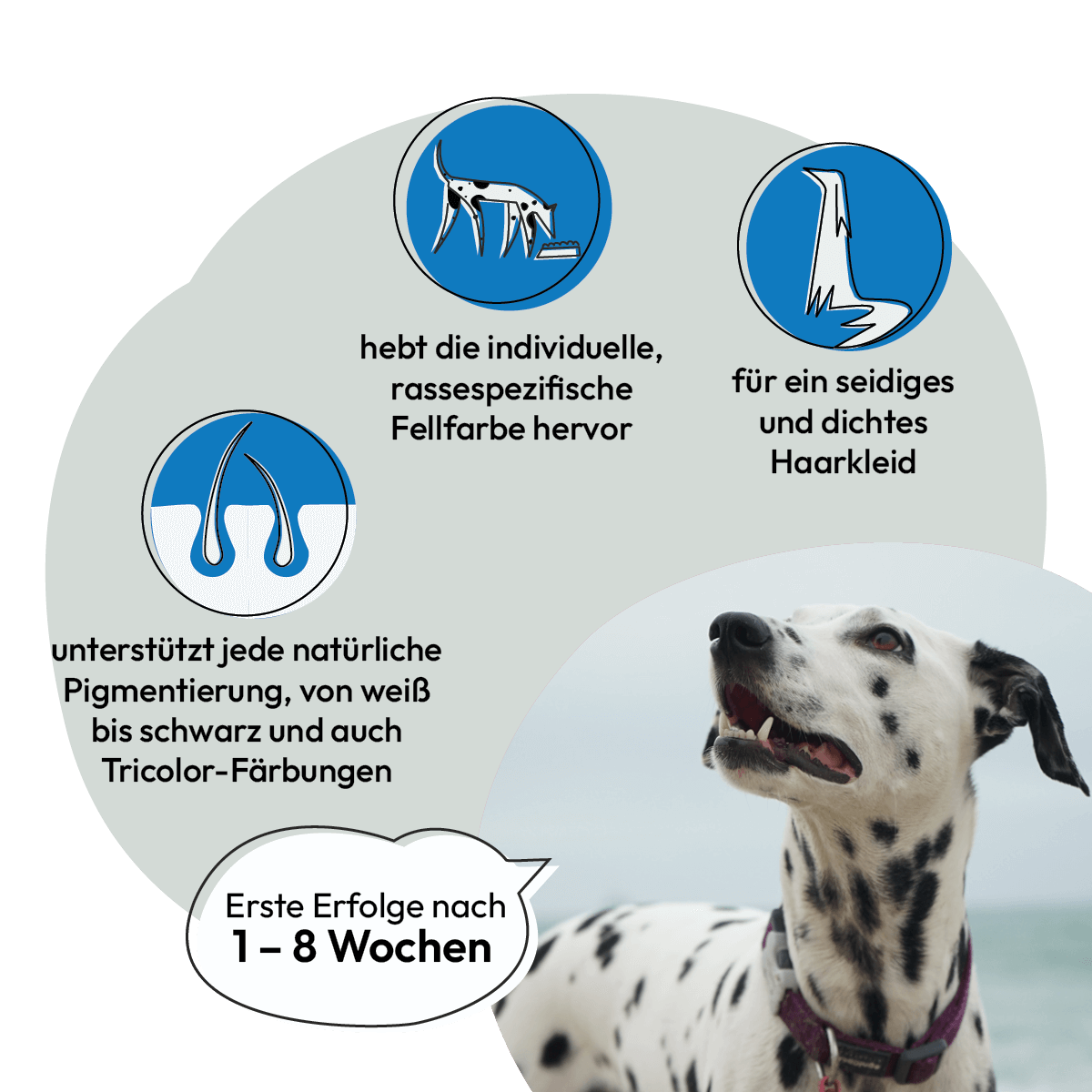 Grau Hund & Katze Seealgenmehl | 200 g