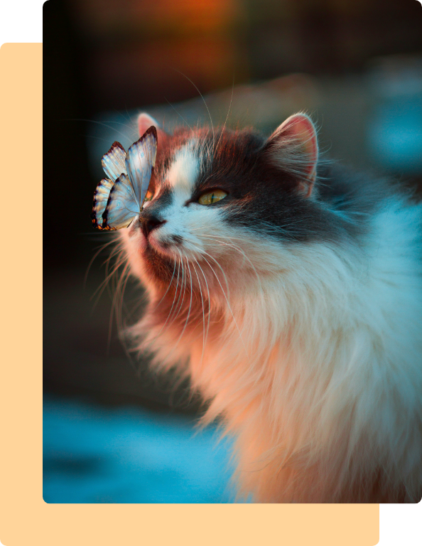 Katze mit Sonnenbrille