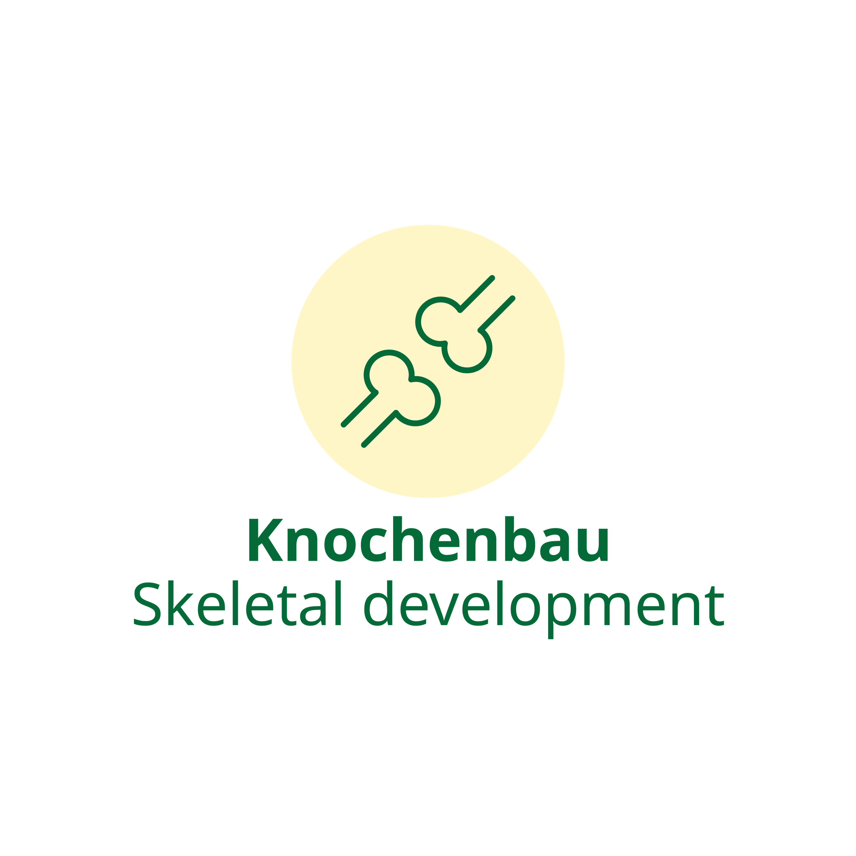 Icon Knochenbau