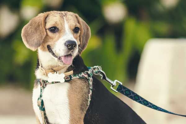 Hundehalsbänder & Hundeleinen