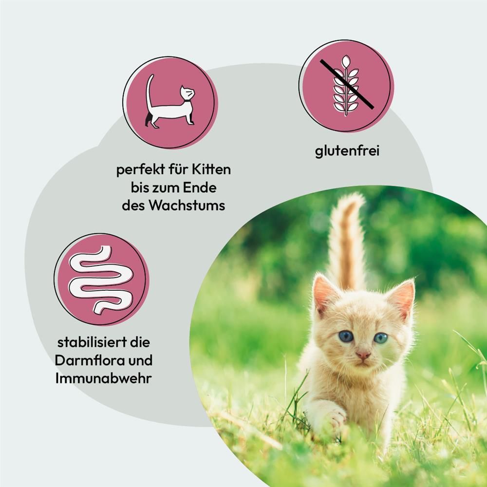 Grau Katze KITTEN Geflügel mit Superfoods | 2 kg