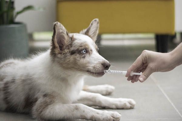 Nahrungsergänzung für Hunde
