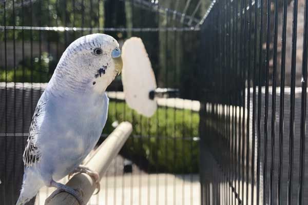 Einrichtung für Vogelkäfige