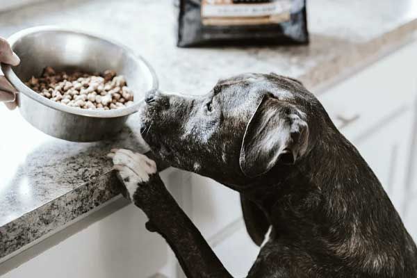 Hundenäpfe & Hundetränken