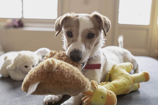 Hundespielzeug