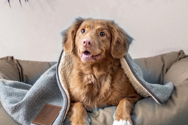 Senioren Hundefutter