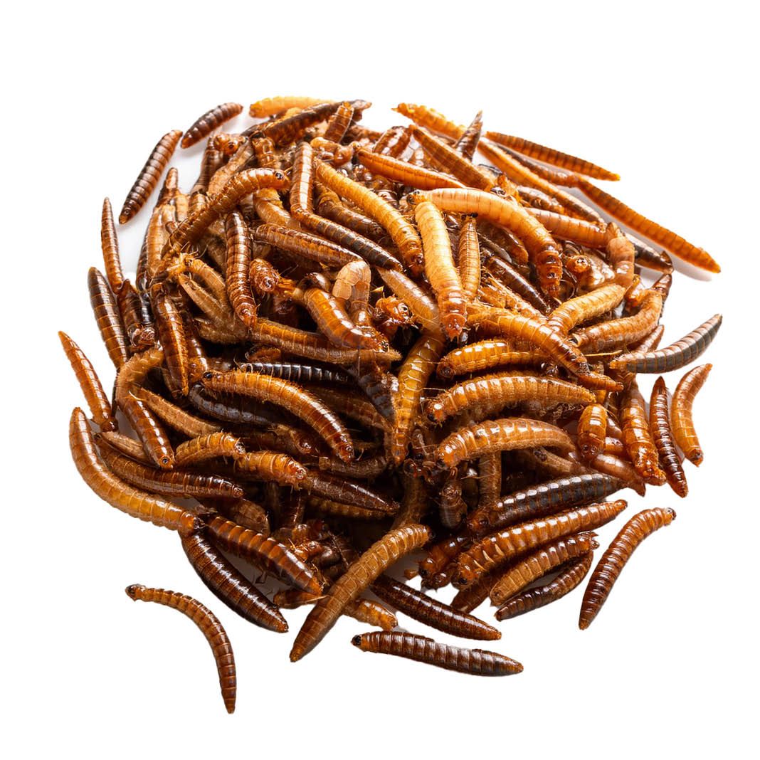 Pick up Mehlwürmer getrocknet