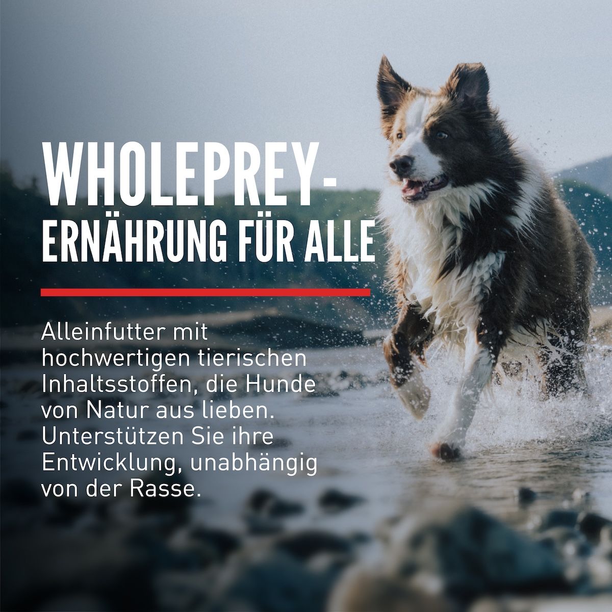 Orijen Dog Tundra | 2 x 11,4 kg