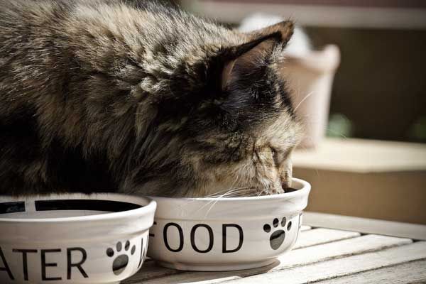 Katzennassfutter
