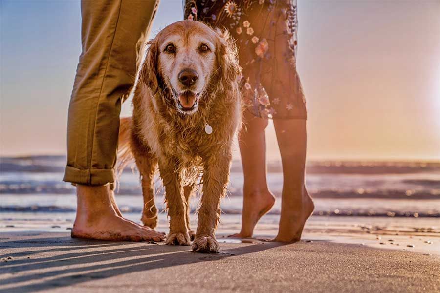 hund_am-_Strand hund_am-_Strand