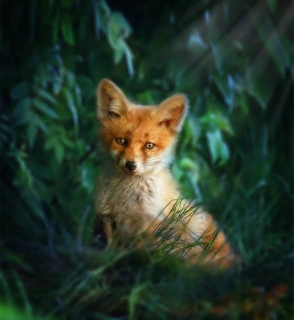 fox-red-3456545_640 fox-red-3456545_640