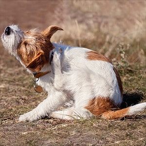 blog_kratzender_hund blog_kratzender_hund