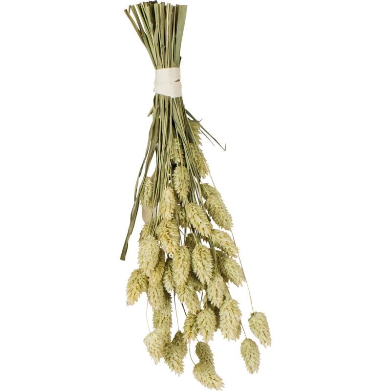 JR Birds Kanariensaat