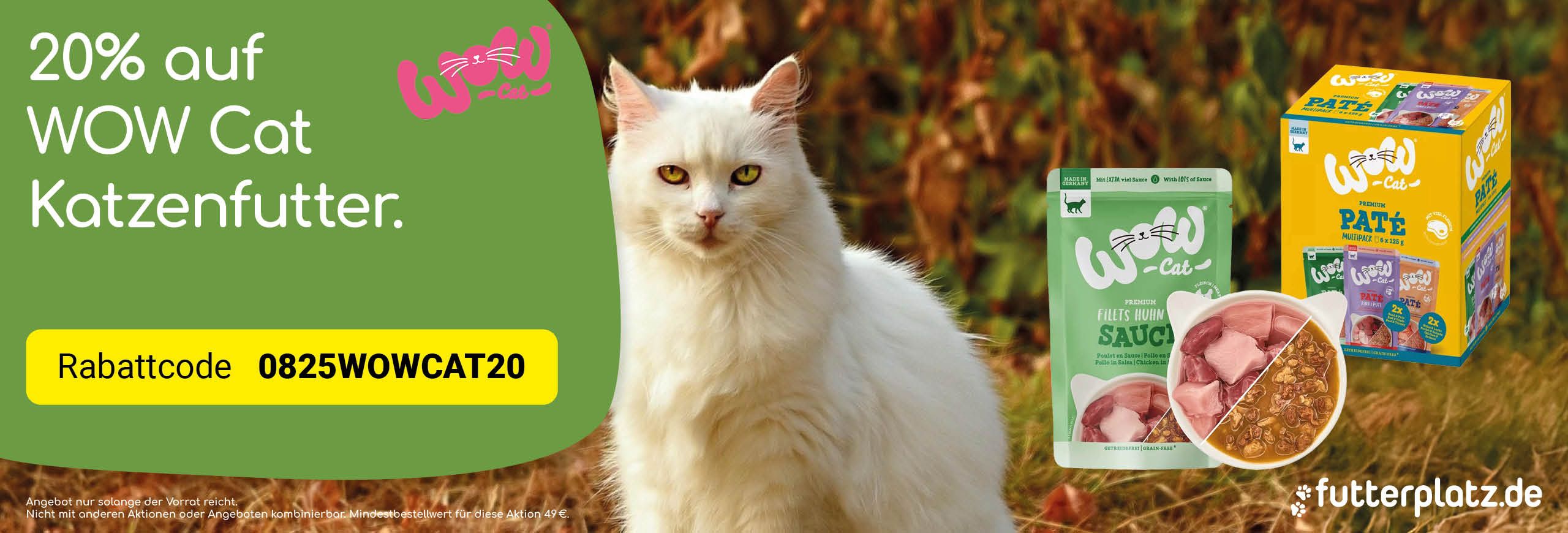 WOW Cat